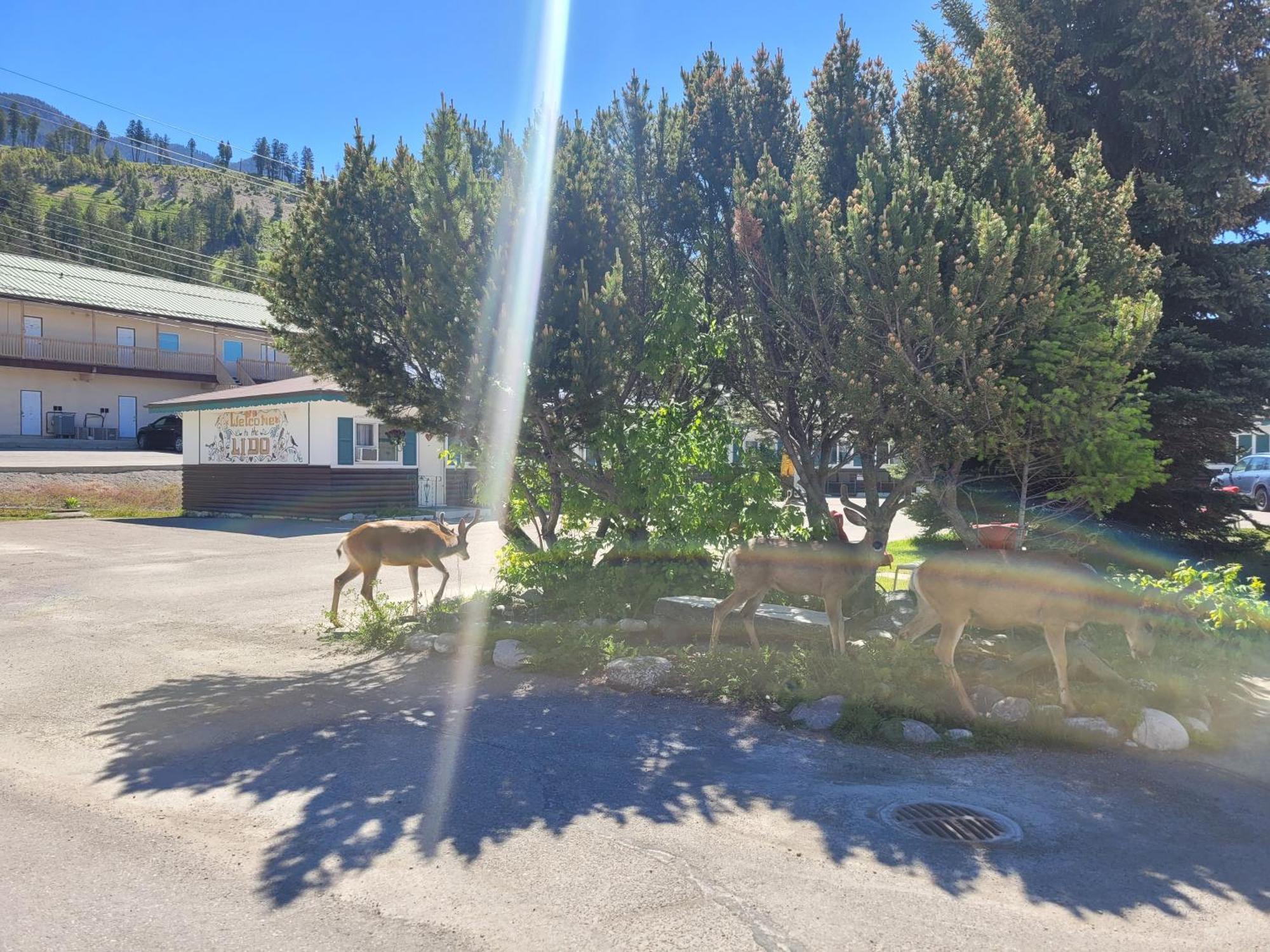 Lido Motel Radium Hot Springs Esterno foto